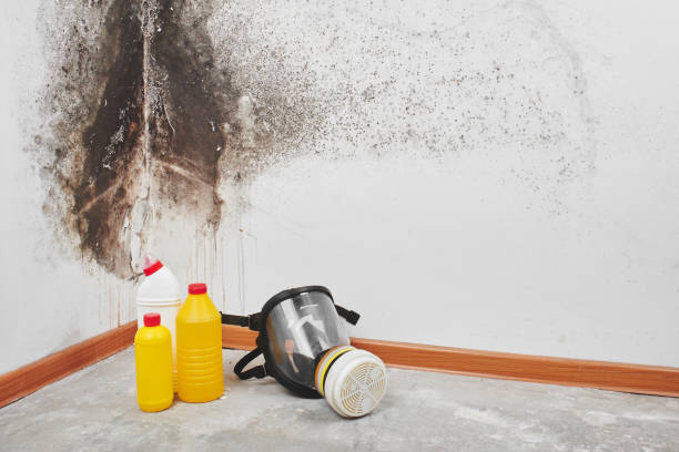 Best Mold Damage Repair  in Hettinger, ND