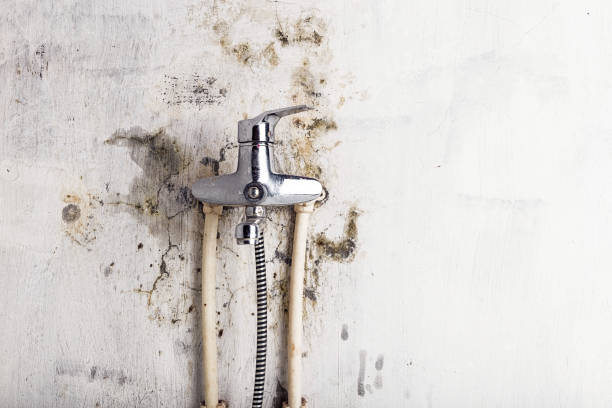 Best Affordable Mold Removal  in Hettinger, ND