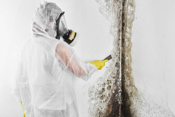 Best Professional Mold Removal  in Hettinger, ND