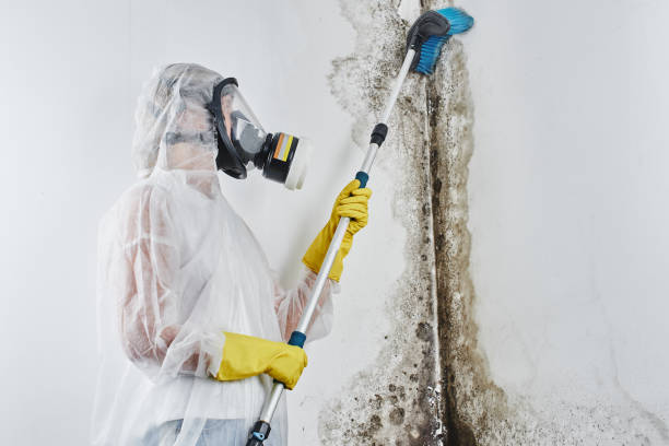 Best Fast Mold Removal  in Hettinger, ND