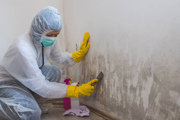 Best Mold Cleaning Services  in Hettinger, ND
