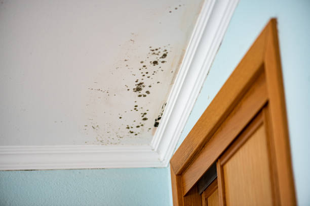 Best Mold Inspection  in Hettinger, ND