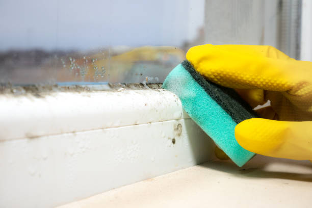 Best Certified Mold Removal  in Hettinger, ND
