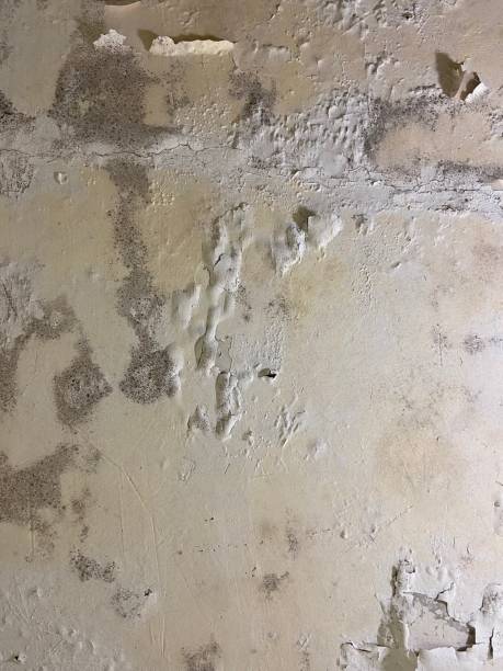 Best Attic Mold Removal  in Hettinger, ND