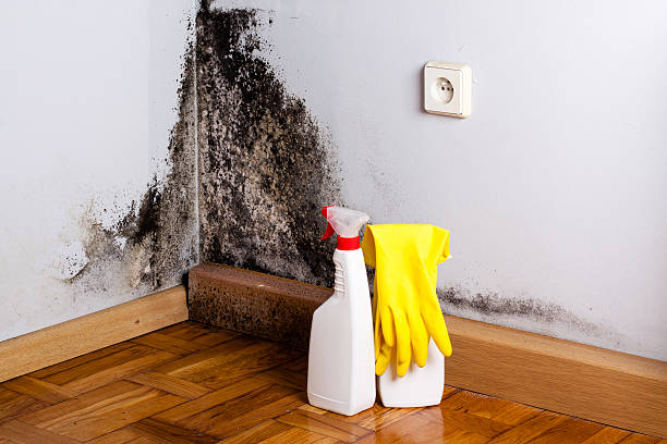 Best Emergency Mold Removal  in Hettinger, ND